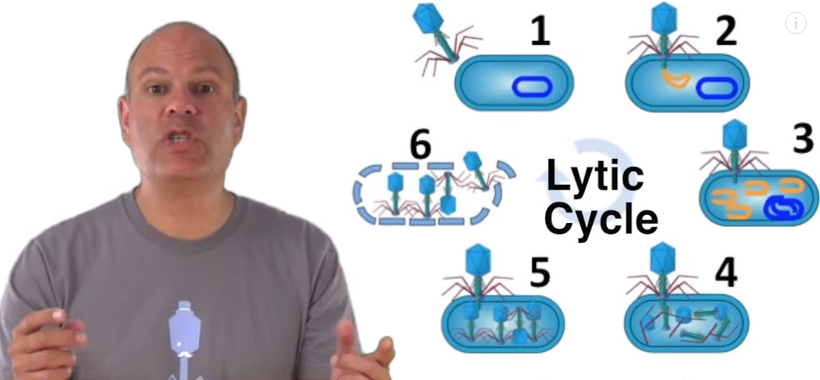 Difference Between Lytic and Lysogenic Cycle