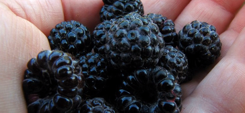 Difference Between Blackberries and Black Raspberries
