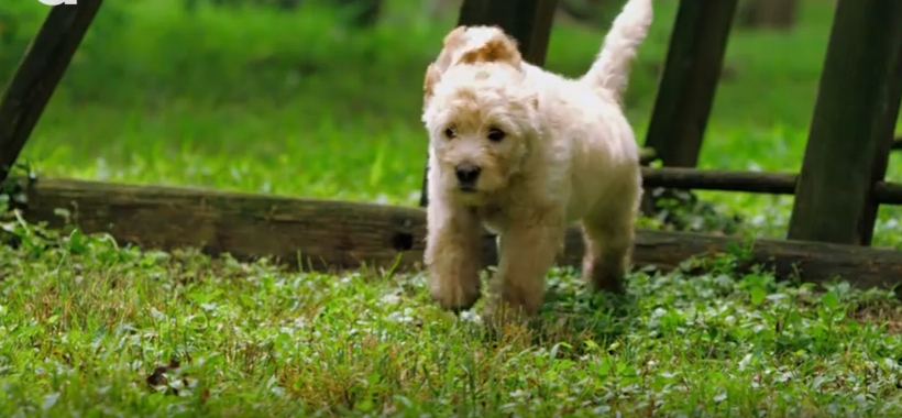 Difference Between Labradoodle and Goldendoodle