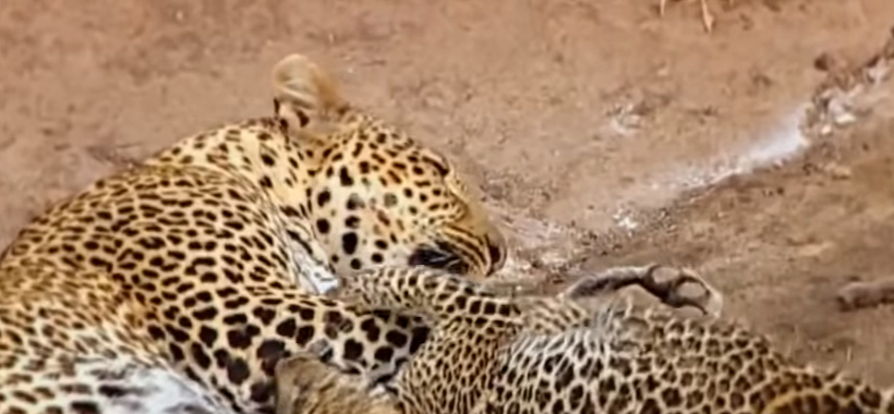 Difference Between Cheetah and Leopard Spots