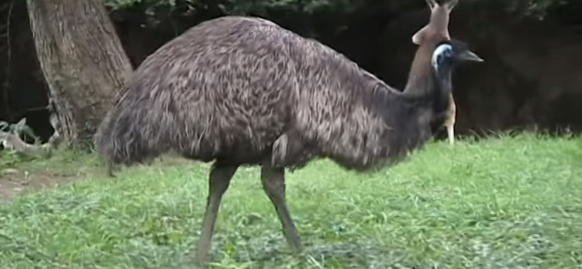Difference Between Emu and Ostrich